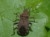 HETEROPTERA: CHIAVI DICOTOMICHE